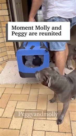 This is the adorable moment that Insta-famous magpie Molly was reunited with pal Peggy and their family on the Gold Coast ❤️❤️❤️ #mollythemagpie #magpie #bird #dog #doggo #mollyandpeggy #peggyandmolly #goldocast #australia #straya | Courier Mail