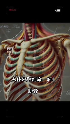 人体の解剖旅034: 真肋と肋骨の重要性