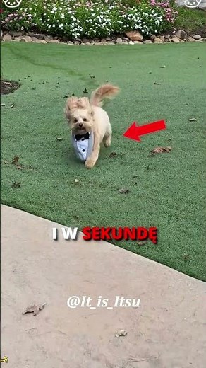 BEST DAY FOR DOGS 🐶❤️ #shorts