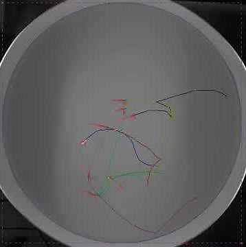 Shoaling Behavior - Viewpoint