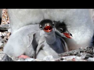 Gentoo Penguin chicks
