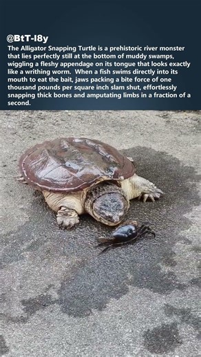 This Turtle bites off FINGERS 🐢 #shorts