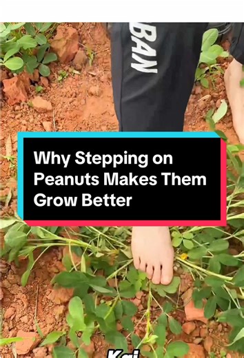 Why Stepping on Peanuts Enhances Growth