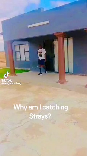 Understanding the Phenomenon of Catching Strays