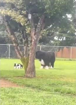 DOG TV: Ultimate Relax & Anti-Anxiety Video for Dogs to Watch When Home Alone - Happy Music for Dogs