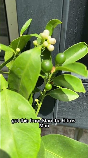 Meiwa Kumquat Tree Looking INSANE Right Now #citrustree #gardening