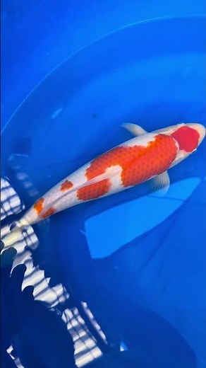 Maruten 3 step Kohaku 14"