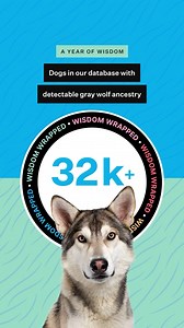 All dogs descend from an ancestor of the gray wolf. Some dogs, like the Siberian Husky and Alaskan Malamute, have closer genetic ties to wolves than breeds. And some mixed-breed dogs have actual wolf DNA in their ancestry. According to our Wisdom Panel database, over 32K of dogs tested have wolf in their breed mix. Now that is something to howl about. #dogs #wolf #wisdomwrapped | Wisdom Panel