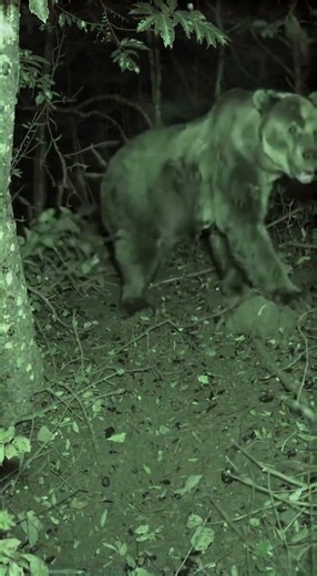 This Grizzly Was Dragging an Entire Tree Branch