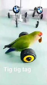 tig tig tag video and video