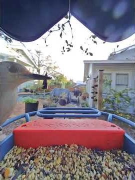 Cardinal and Woodpecker