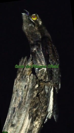🇧🇷 Urutau 📖 Nyctibius griseus 🇺🇸 Common Potoo - #birds #avesdobrasil #wild #birdsonearth #urutau #maedalua #avefantasma | Canto dos Pássaros Oficial.
