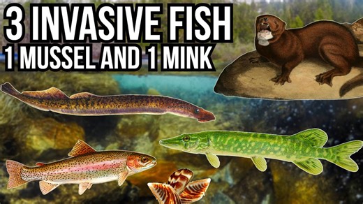 The Ecological Impact of 3 Invasive Fish, a Mussel, and a Mink