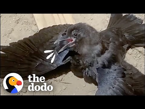 Rescue Crow And German Shepherd Love To Go On Walks Together | The Dodo