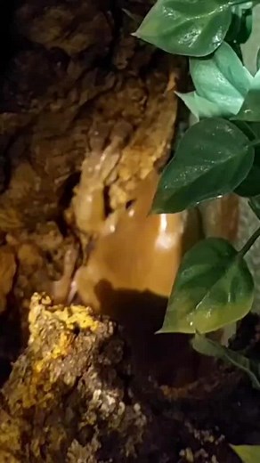 🐸 The life of Jelly-Bean. 🐸 No thoughts whatsoever... - - - #fyp #foryou #foryoupage #fypシ #fy #funny #fypage #fypシ゚viral #frog #frogs #frogtok #frogtiktok #froggy #frogspawn #frogsoftiktok #frogarmy #froggie #crazyfrog #crazy #animal #animals #animalsoftiktok #animales #animallover #animalfriends #animalworld #animalestiktok #whitestreefrog #whitestreefrogs #whitestreefrogoftiktok #whitestreefrogsoftiktok #whitestreefrogcare #australiantreefrog #australiantreefrogs #australiantreefrog🐸 #dump