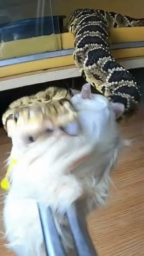 The Batwing Rattlesnake's Incredible Venom Display