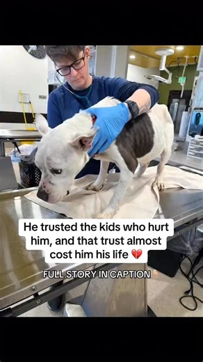 Dog Health Tips on Instagram: "I still don’t understand how someone could do this 💔 His name was Theo. He was the kind of dog everyone loved gentle, quiet, always wagging his tail when the neighborhood kids passed by. He trusted people without question. Trusted hands. Trusted food 🥺💚 One afternoon, the neighbor’s kids gave him something to eat. They knew it was bad for dogs. They laughed about it. And they did it anyway 💔 Within hours, Theo started vomiting. Then shaking. Then collapsing. Hi
