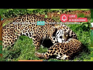All About Jaguars | Fun Jaguar Facts for Kids | Learn About Big Cats