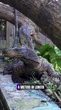 TOP 5 BIGGEST LIZARDS IN THE WORLD 🦎🔥