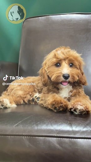 Central Park Puppies on TikTok