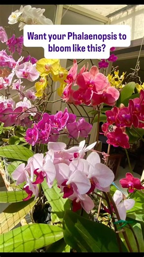 How I take care of my orchids #plantcaretips #orchidblooms #orchidcare #loveplants #phalaenopsis