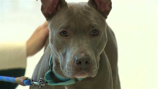 Baltimore County Animal Services﻿ starts 2024 with shelter over capacity