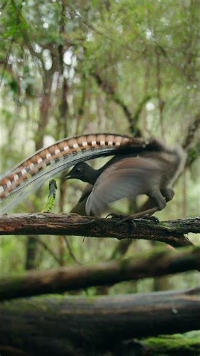 Lyrebird performing to an inanimate object!