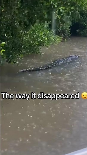 Watch how this gator 🐊 disappears! #gator #nationalgeographic #travel