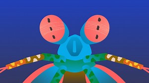 How Do Animals See the World?