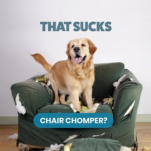 1.3K views · 8.4K reactions | Your dog de-fluffing your furniture sucks. So do fleas and ticks. For about $0.27 a day, Seresto® provides 8 months of premium protection. #StopSuckingWithSeresto | Seresto | Facebook