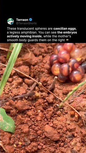 Baby Amphibians Growing Inside Transparent Eggs 😱