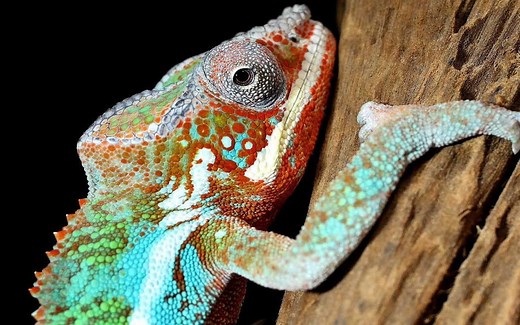 到底变色龙是怎么变色的？看完变色龙变色的视频，我惊呆了！