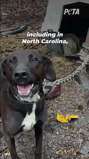 This dog is chained up and forced to spend every single day like this 😢