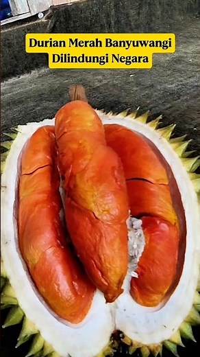 Indonesian Red Durian‼️ The Color is Spectacular, But Why Doesn't the Taste as Great as It Looks⁉️