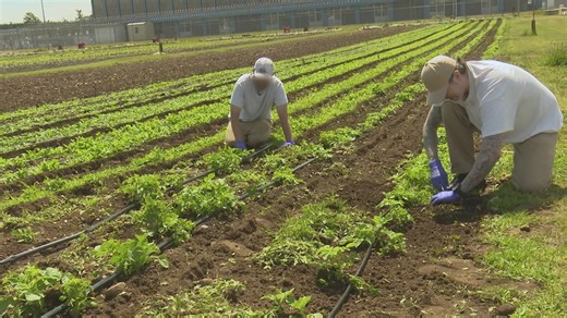Washington prison gardens yield thousands of pounds of donated produce
