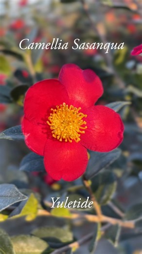 Sasanqua Camellias are the perfect way to add elegance and color to your fall and early winter garden. ✨ From the romantic blush of Jean May to the festive red of Yuletide—with over 15 varieties of sasanquas growing at our nurseries, there’s a shade for every garden. Which camellia stole your heart? Tell us below! Look for the camellia of your garden dreams at a Monrovia retailer near you (look for the green pot!). Find yours with the link in our bio, just click "Find a Garden Center"! #monrovia