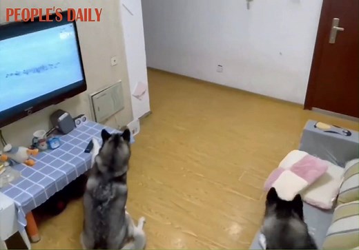 Other than destroying home, this is what #husky is also capable of: Home camera caught Husky dogs turned off TV and pretended nothing happened right before hearing sound of their owner. | People's Daily, China