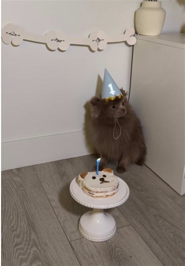 Celebrating Toby's First Birthday: A Puppy Pawty!