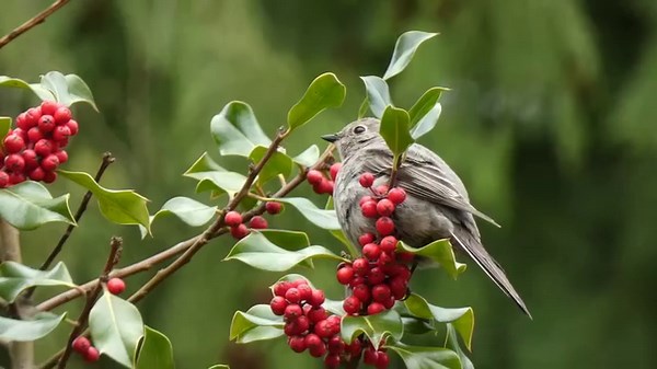 14K views · 1.3K reactions | Townsend's solitaire (Myadestes townsendi) | BIRDS & Nature | Facebook