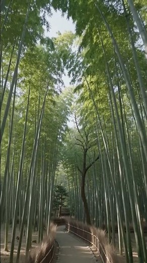 京都・嵐山竹林の小径 | 癒やしの絶景スポット 🎋🇯🇵