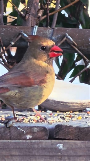 Northern Cardinal Diaries: Mrs. Cardinal & Dark-eyed Junco