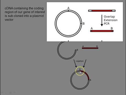 pET expression vector