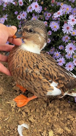 Ez a legaranyosabb kacsa, amit valaha láttam🙂 | István Magyar
