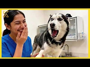 The Most DRAMATIC Dogs at the Vet 🤣 Try Not To Laugh | Best Funny Animals Videos