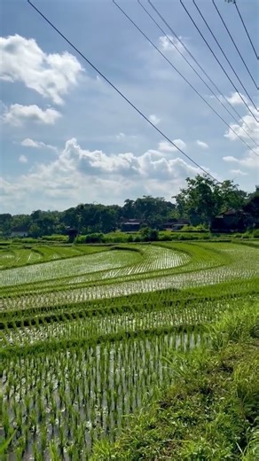 A view of these lush green rice terraces under the blue sky