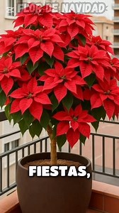 “El secreto de la Flor de Navidad: la planta que ilumina el alma en diciembre”#planta #navidad #belleza | Elias Herminio