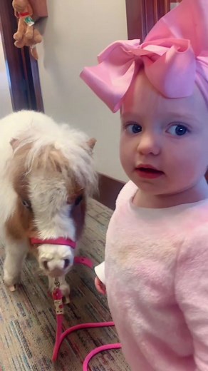 Adorable Mini Horses: Curly Sue Loving Her Patients