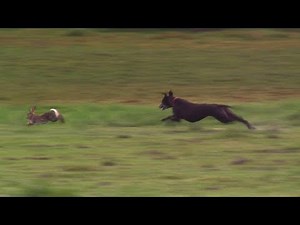 Greyhound vs. the Fastest Rabbit! Whippet and Beagles chasing the rabbit! Rabbit Hunting | Hare H...