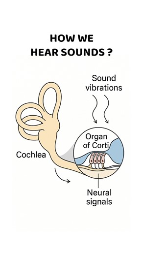 How We Hear: Cochlea & Organ of Corti Turn Sound into Brain Signals 👂🧠 #Hearing #Anatomy #Science