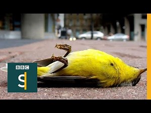 How to stop birds smashing into windows - BBC Stories